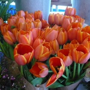 Meet your Posher, Diane